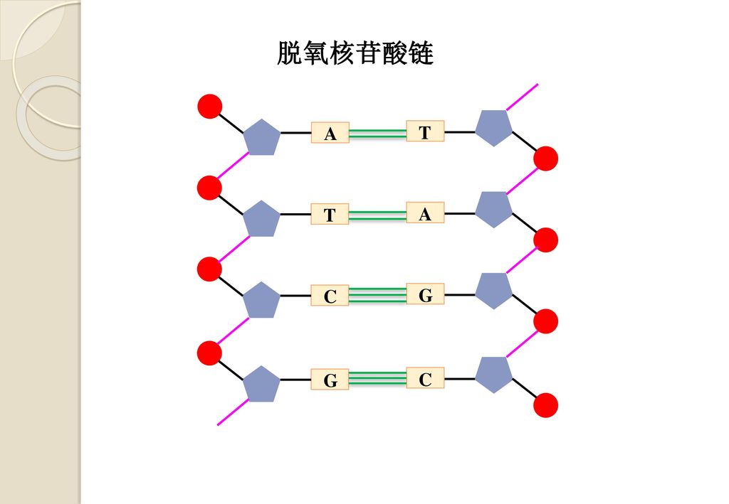 7 dna的基本组成单位—脱氧核糖核苷酸